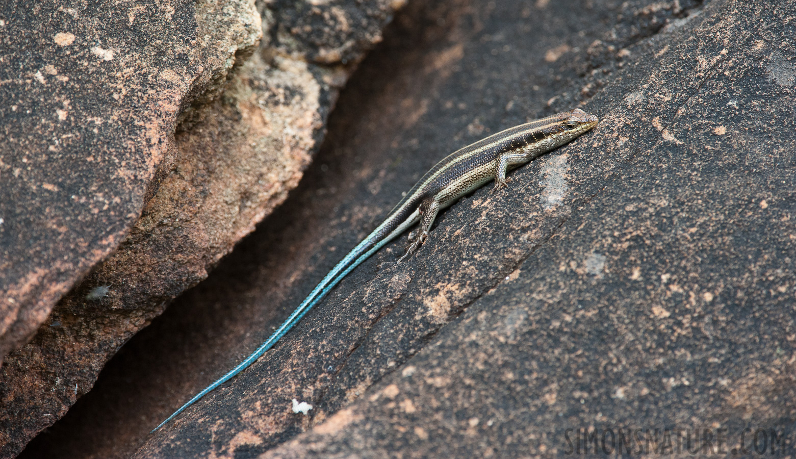 Trachylepis margaritifera [420 mm, 1/200 sec at f / 7.1, ISO 1600]
